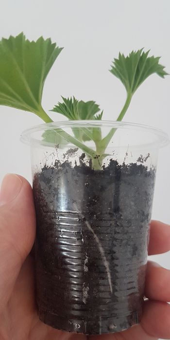 Саженец  королевской пеларгонии