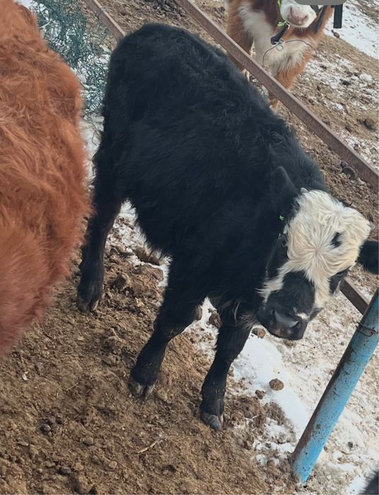 Кара баспак сатылат