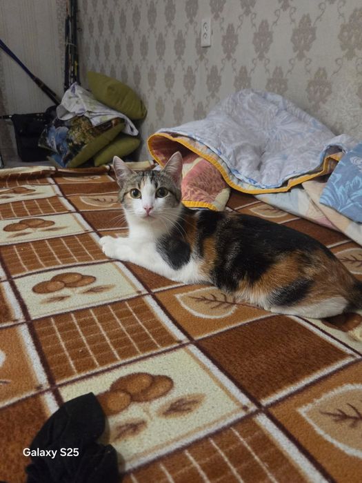 Отдам в добрые руки
