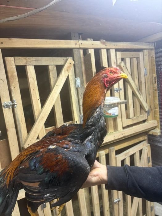 Продам жужиков хороших кровей