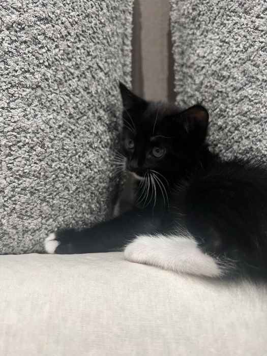 Котенок и кошечка