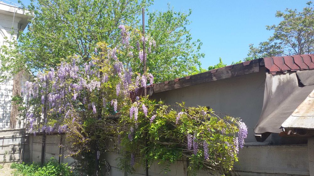 Glicina cu flori bleu foarte parfumate