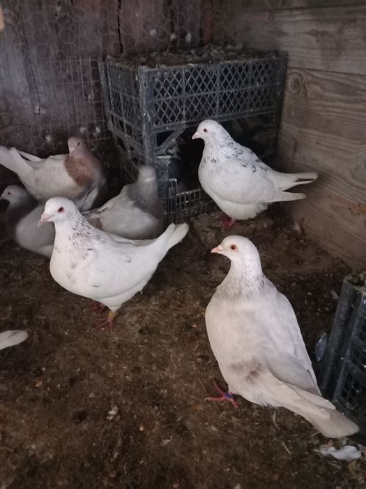 Porumbei texani disponibili