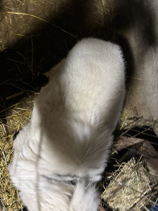 Xisori qoʻchqor sotiladi.