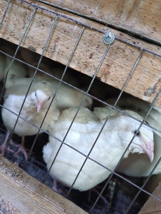 Продам перепелов несушек 50-70 дней