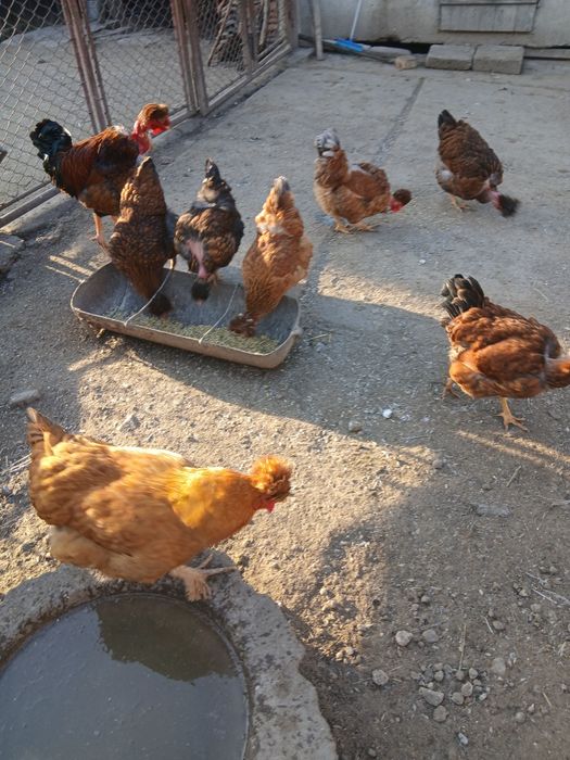 Gaini motate  golase