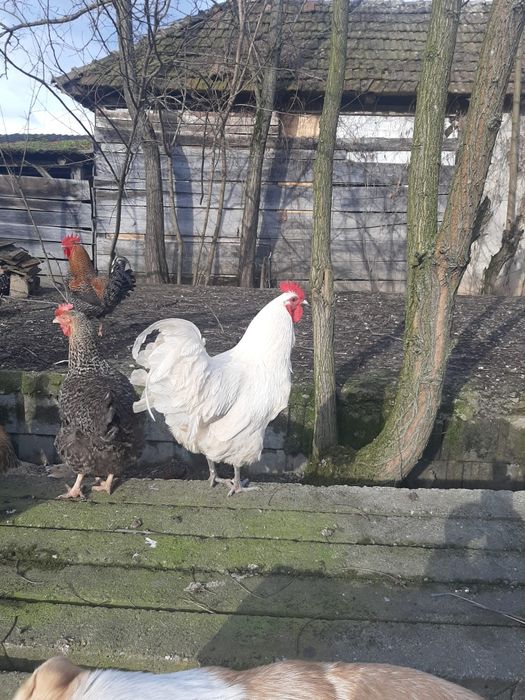 Găini astrolopi de vanzare