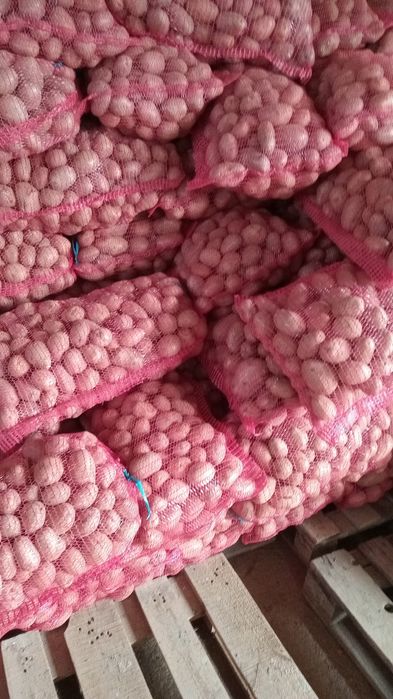 Cartofi roșii de sămânța