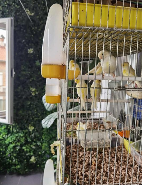 Канарчета жьлти мозайки