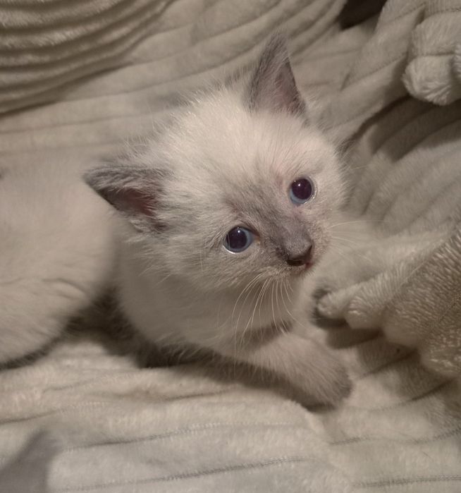 Продам сиамские котята