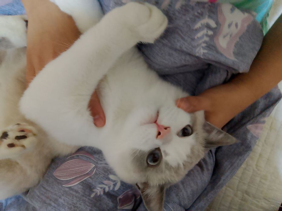 Britanskiy zotdor mushuk sotiladi!