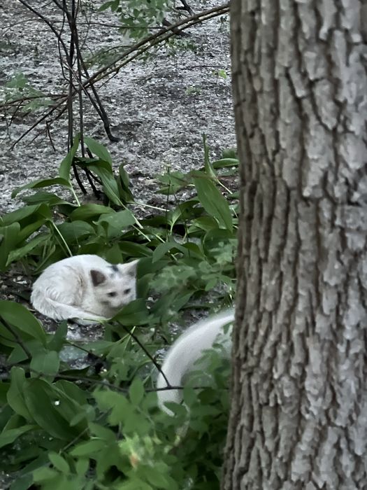 Котята бесплатно