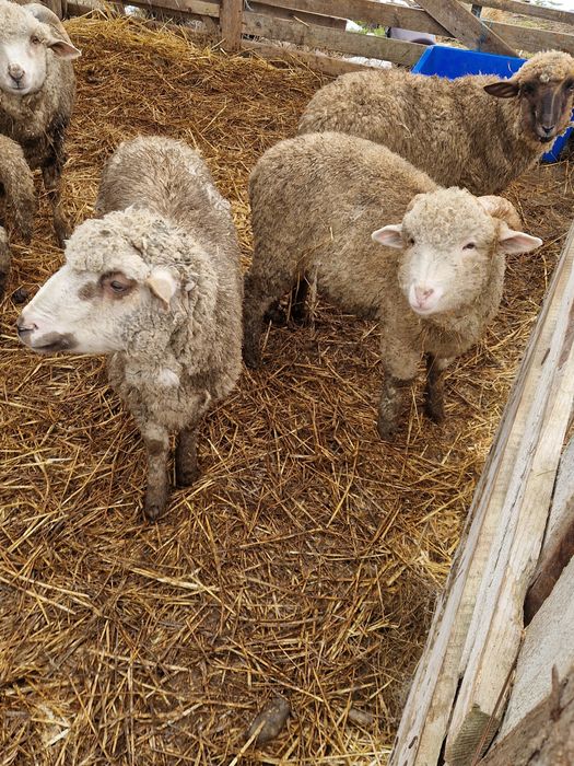 Vând berbecuți pentru tăiat!