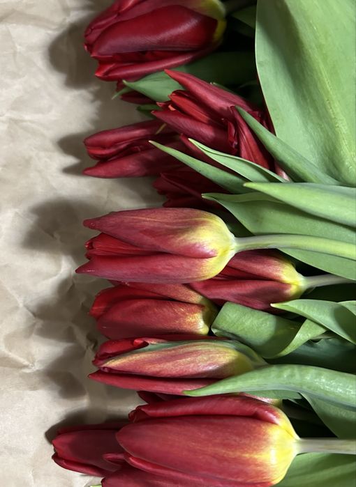 Свежие тюльпаны в наличии