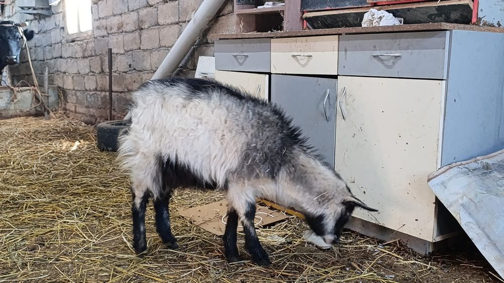 Продоются козы и козлята