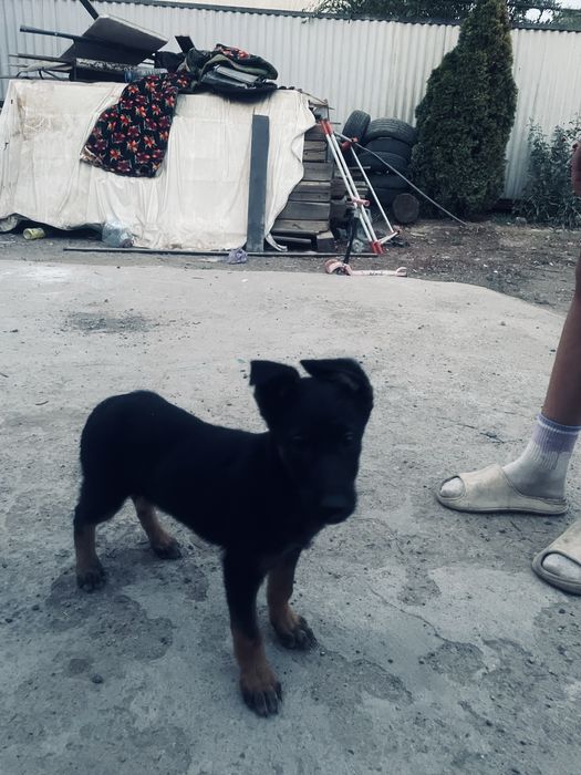 Щенок немецкой овчарки