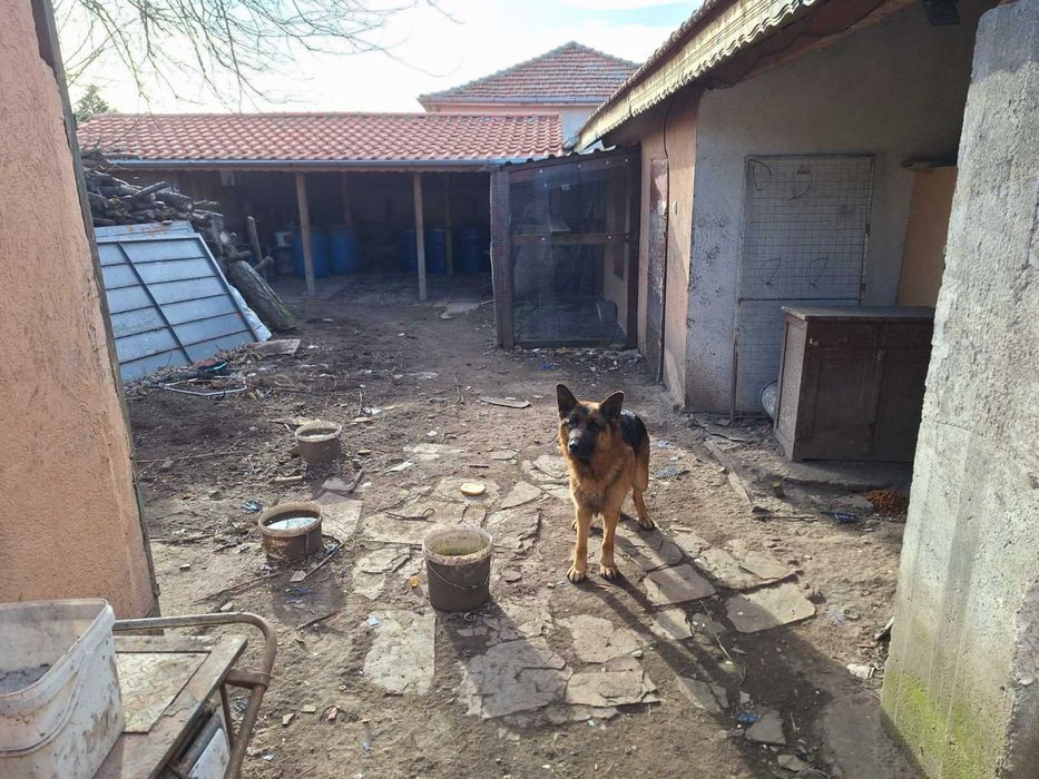 Немска овчарска породиста