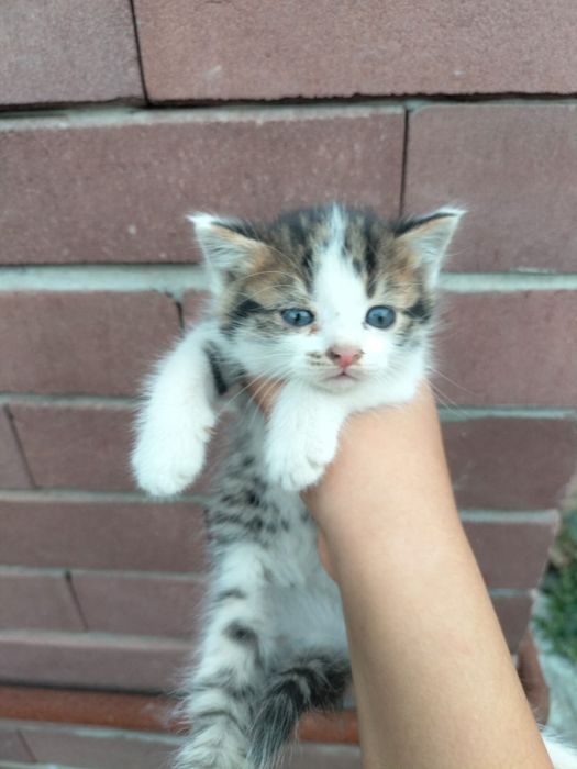 Коята бесплатно в добрые руки