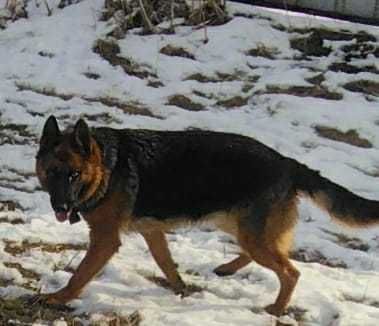 Немецкая овчарка
