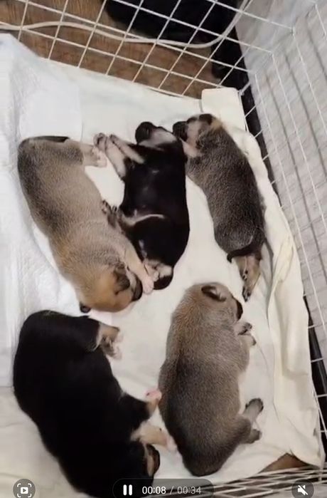 Отдам в добрые руки