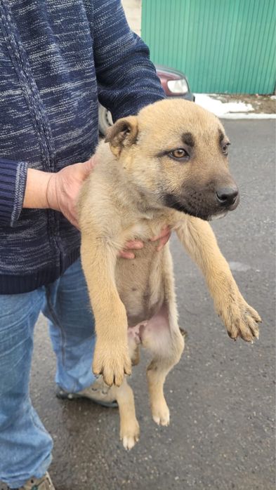 Отдам в добрые руки щенят