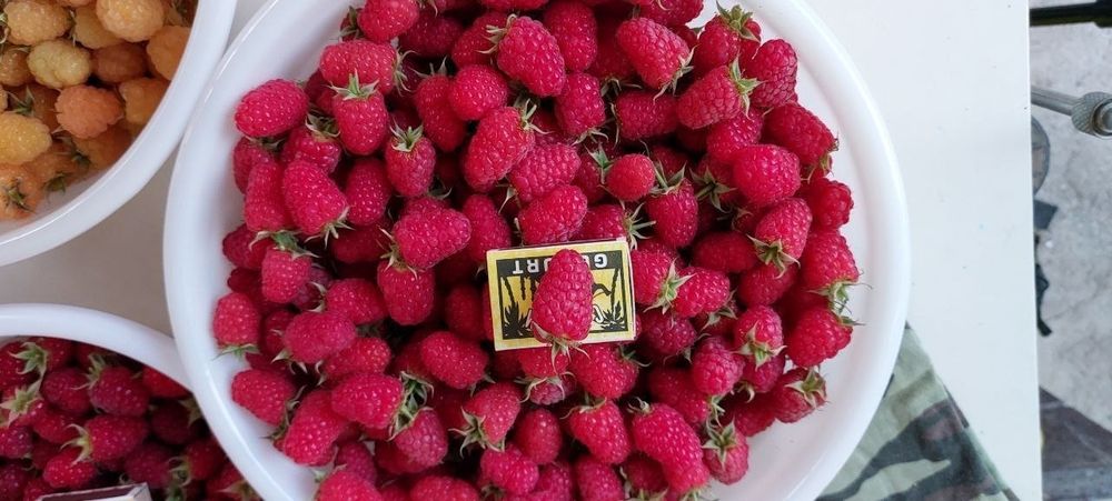 patritsiya kochatlari