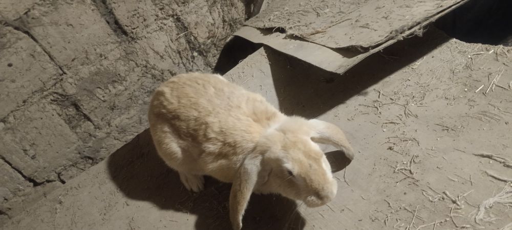 Продам кролика .