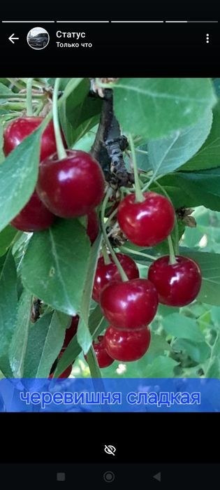 Проддам дачу с/о Химик