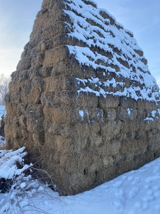 Продам сено, шоп сатылады 1500