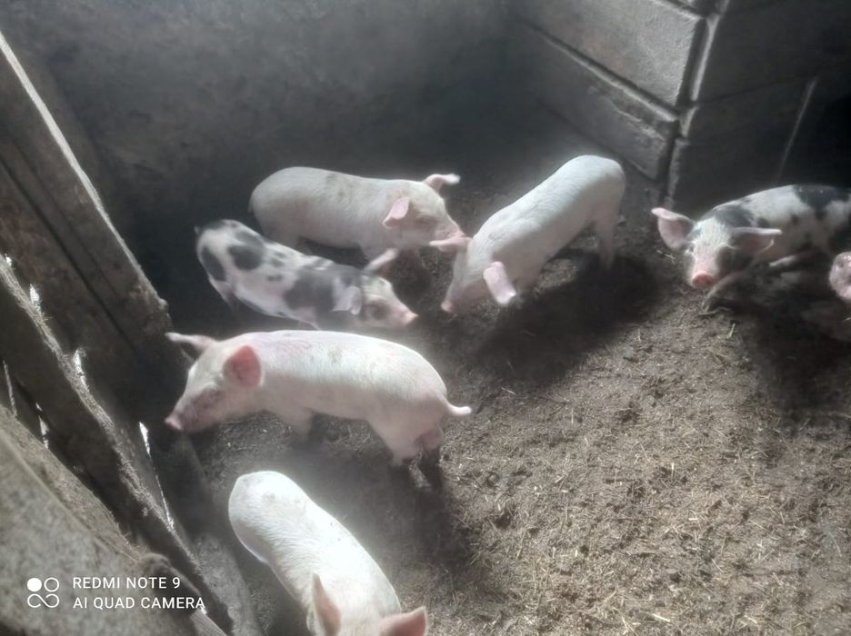 Поросята 1 месяц