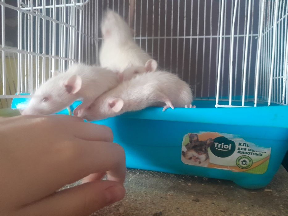 Продам крысят альбиносы