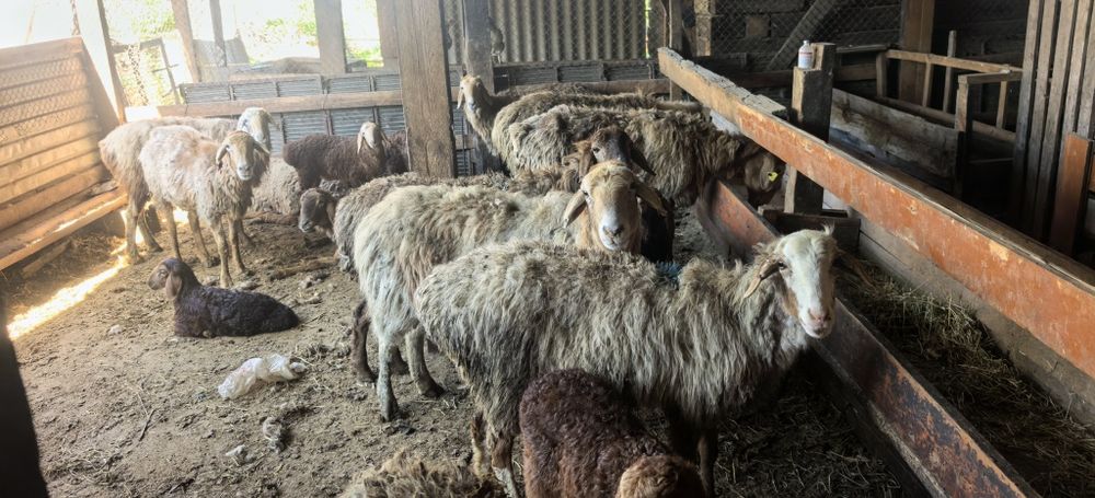 Сатылатын қозылы қойлар бар