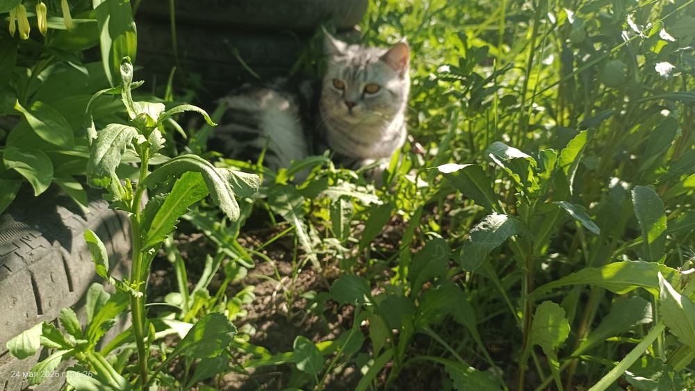 Отдам в добрые руки кота по кличке Виски