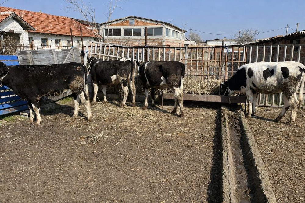 Свободни 4бр женски  едри телета по 300кг всяко.