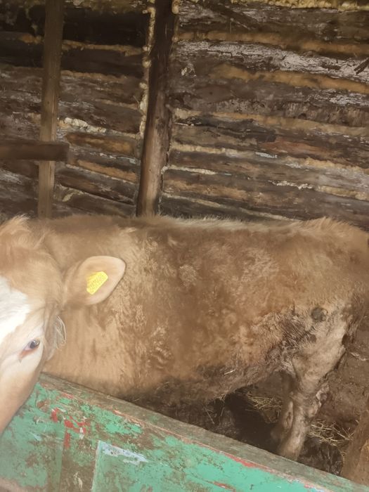 Продам телочку.  .