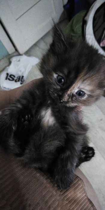 Отдам котиков в добрые руки