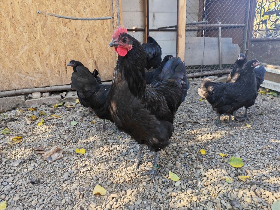 Australorp negru