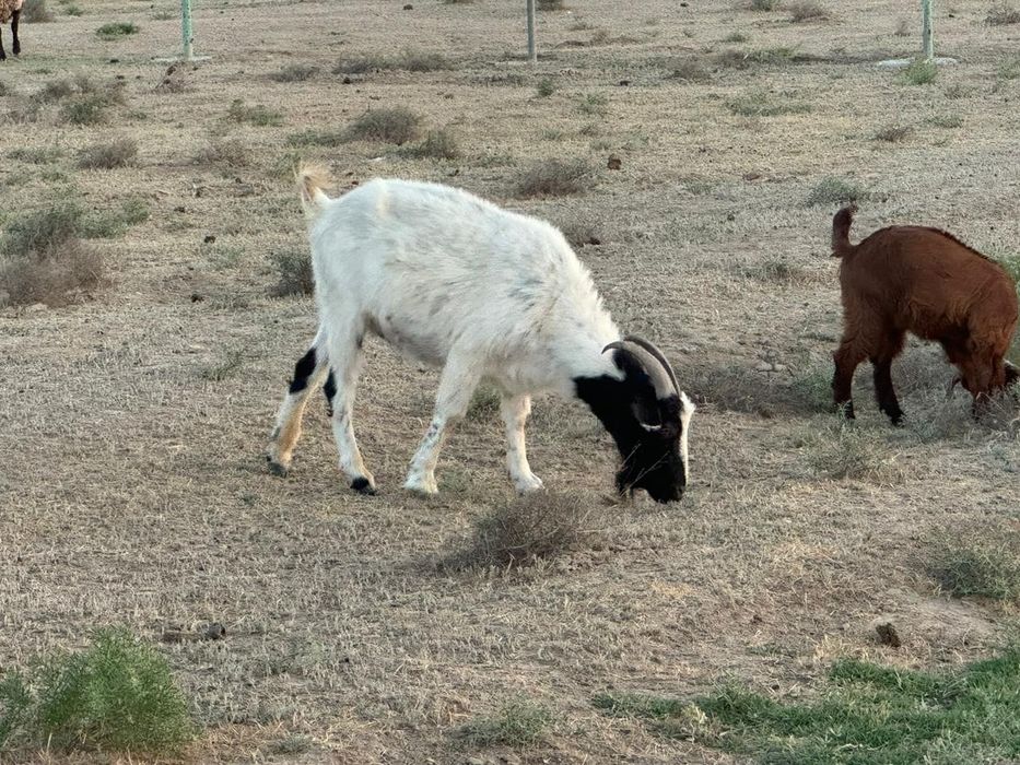 Он бас серке бар бағасы келісімді