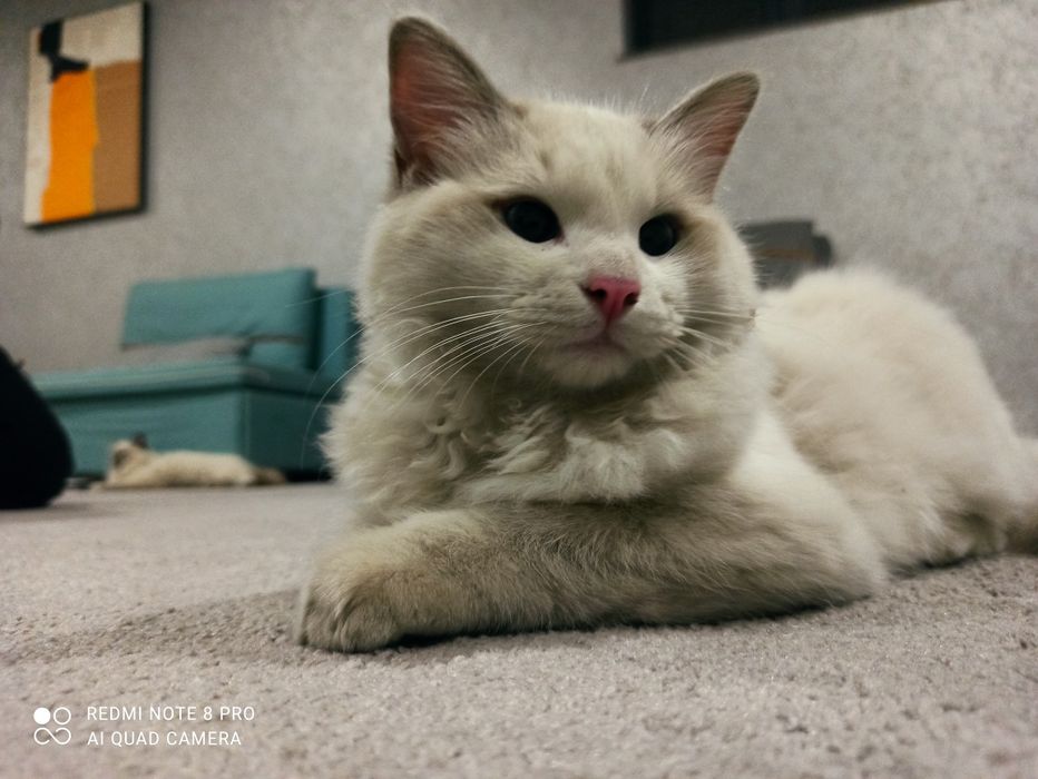 Toza o'g'il bola Regdoll mushugi