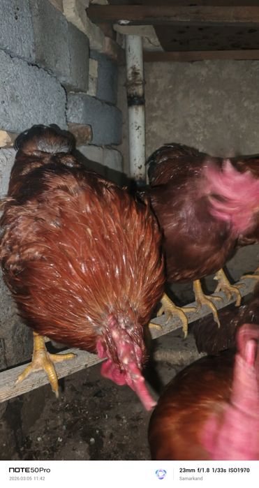 Xoroz петух xoroz