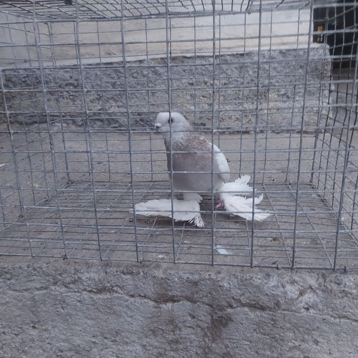 Сирен маладой самец лет игра