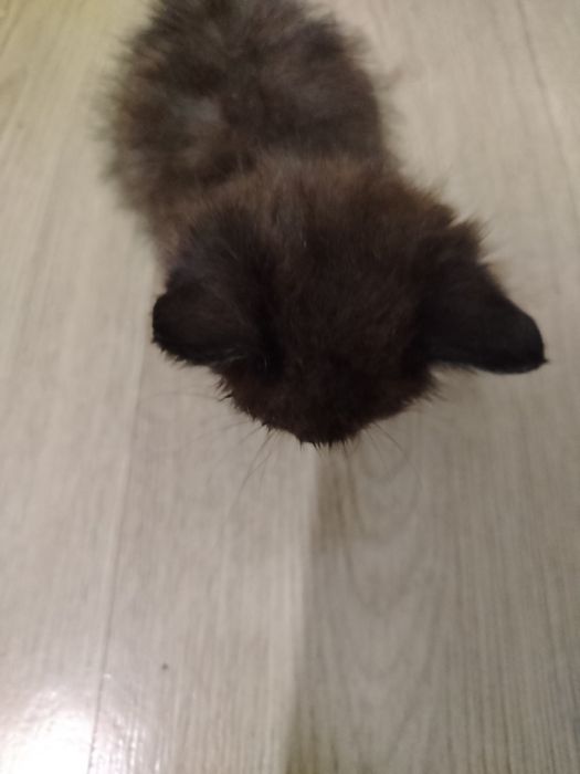 Отдам котёнка в добрые руки