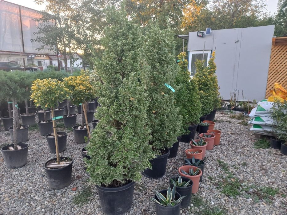 Plante ornamentale