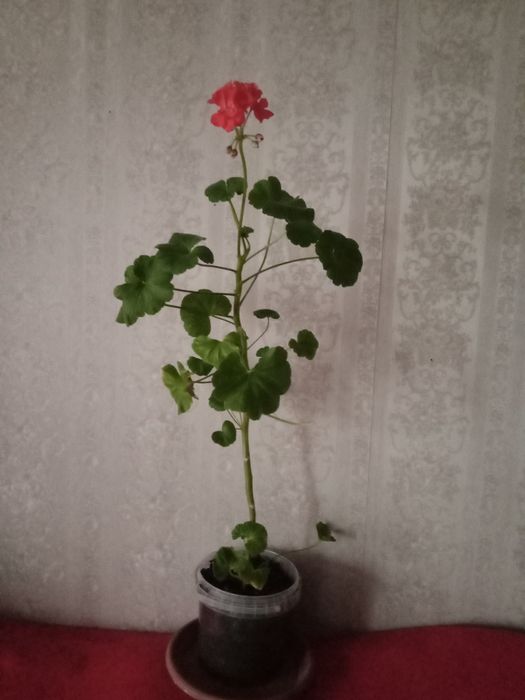 Герань за 1000т .