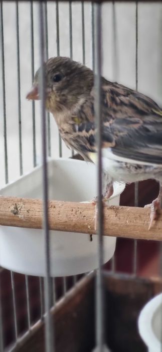 Авле молодойла 3-4 ойлик -  жуда тетик ва чиройли