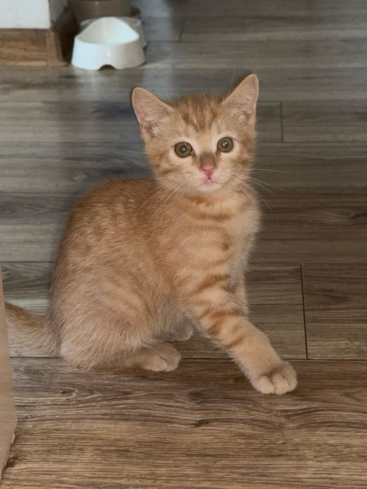 Отдам котят, 2 мальчика