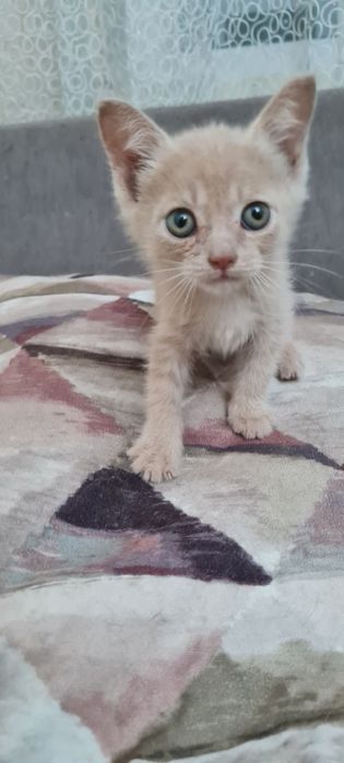 Отдам котенка мальчика в добрые руки
