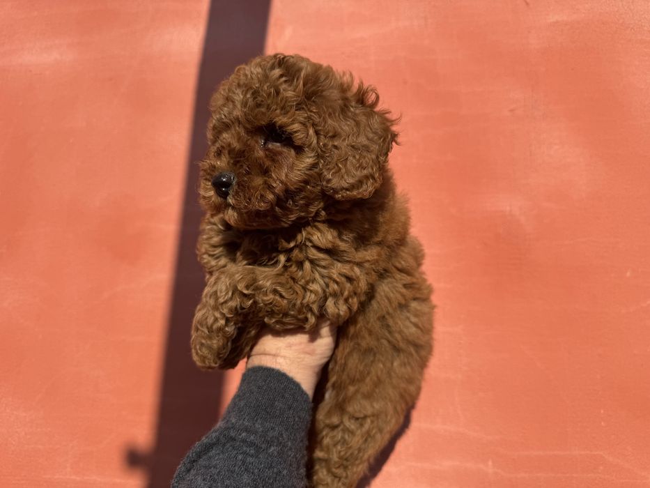 Продавам той пудел - момче Възможна доставка