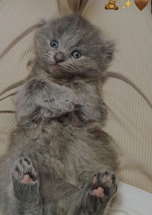 Mushukcha redol onasi shatlanski  qiz mushul