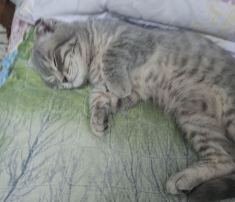 Котёнок хорошие руки